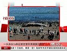 一头身长16米巨鲸在智利海滩搁浅死亡