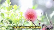 合欢花的养殖方法和注意事项