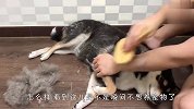 柴犬疯狂掉毛，铲屎官都要崩溃了，看完吓到不敢养狗