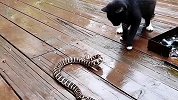 猫和蛇打架名场面，谁更厉害？