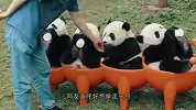 饲养员喂熊团子瓶瓶奶，画面惹人羡慕，网友-有去偷熊猫的吗？
