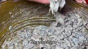 福建泉州虾仁羹，鲜虾手工现剥现打现做，口感脆韧Q弹有嚼劲