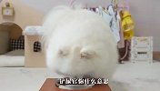 铲屎官用狗粮恶搞博美，狗子都要气炸了，结局忍住别笑