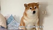 柴犬：这都叫不醒你？别逼我待会儿放大招，看完笑出眼泪