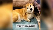 知名“废柴”表情包柴犬 Balltze 离世，主人：请记得它为这个世界带来的欢乐