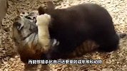 森林霸主猎杀水中霸主，5米巨鳄沦为食物，老虎的攻击力太强悍