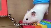 小仓鼠逃离泡泡球宠物监狱，穿越熔岩陷阱，它能成功吗？