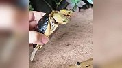 博主养天然双头龟5年，俩脑袋各控制一半身体：有人出价几十万