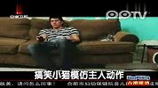 搞笑小猫模仿主人动作