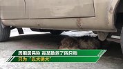 残忍！男子“以犬诱犬” 只为捕捉后剥皮取肉