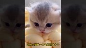 盘点小猫咪12个有趣瞬间，主人我的可爱萌到你了吗