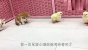 小奶猫第一次见到小鸡，反应太逗了，镜头记录爆笑全程