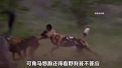 十多头野狗围攻角马，角马群选择正面硬刚，却不料内部出现叛徒