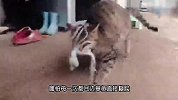 章鱼遇上猫咪后就是降维打击，一物降一物，场面十分滑稽！