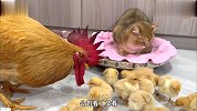 鸡妈妈出门留下一窝鸡仔，公鸡无奈照看，一旁的小猫也帮起忙