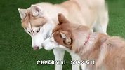 哈士奇生了孩子后性情大变，天天暴打公狗，原因太好玩了