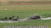 一群野狗狩猎落单的角马，角马无奈躲进水潭！