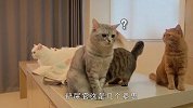 主人拿着猫粮却不给猫咪吃，喵星人集体去讨说法，场面笑爆了