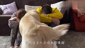 男女主人同时装哭，金毛会先安慰谁？接下来忍住别笑