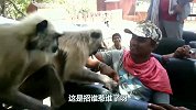 猴子出手伤人，男人一巴掌把它“拍翻”，网友-干得漂亮！