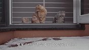 猫咪第一次看到雪，举动太逗了，眼泪要笑出来了