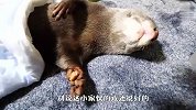戏精水獭装睡，铲屎官拿吃的来试探，接下来忍住别笑
