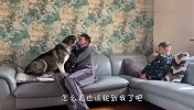 主人抱着小宝宝玩，一旁的哈士奇不干了，接下来忍住别笑