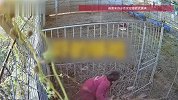 男子喂鹿忘关护栏，被300斤重公鹿疯狂顶撞，爬上护栏才逃生
