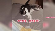 动物真被吓一跳名场面，看着猫咪被吓飞起，铲屎官却不厚道的笑了