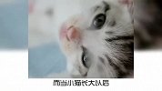 宠物冷知识：猫咪为什么会对你喵喵叫？