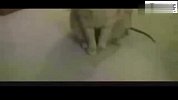 老鼠爱上猫 动物社会真和谐