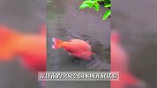 泉城猪鲤有了减肥教练！济南趵突泉来了仿生鱼：带着猪鲤运动控重