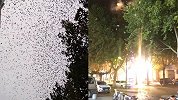 密恐慎入！飞鸟成群结队驻扎闹市，商家不堪其扰放烟花驱赶