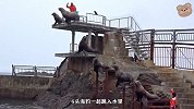 海豹在高台表演倒立，双手抓住栏杆一下就起来了，实在太聪明