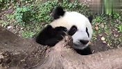熊猫睡懒觉被奶爸吵醒，一脸不爽，接下来笑爆了