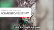 采药人在山间发现长约5米巨型蛇蜕