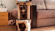 德牧偷玩猫咪玩具，猫老大岂是好惹的？接下来忍住别笑