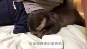 养了只爱钻裤子的水獭是种啥体验？铲屎官都要哭了