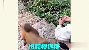 顽皮猴子齐上阵，行为真是让人又爱又恨