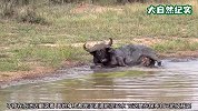 黑牛独自在河边翻滚，玩得不亦乐乎，玩法真奇特