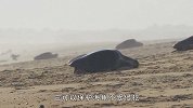 小海龟刚破壳到入海全过程！比取经还难，稍有不慎就成秃鹫腹中餐