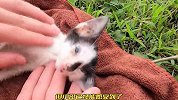 好可怜的猫咪，差一点就失去了生命，幸亏好心人没有放弃它