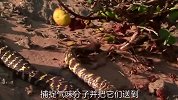 沙漠中的斑马蛇，目击其捕食现场，毒性传染是真的快