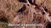 乌鸦捕猎精彩镜头瞬间，看它有多聪明，看着真过瘾！