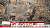 令人震惊的母性！母狮竟为猎物接生