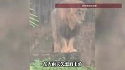 广州长隆动物园“忧郁”淋雨狮子走红！园区回应