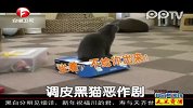 调皮黑猫恶作剧