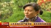 山东多地白菜严重滞销 菜农发愁专家支招
