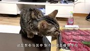 主人吃烤肉却给猫咪吃猫粮，小家伙气坏了，下一秒笑翻了