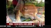 旅游-150316-萌萌哒！ 日本柴犬能帮主人看店